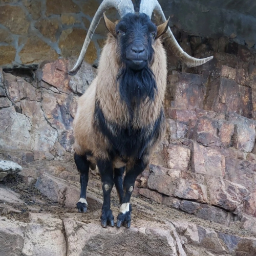 В объятия кавказских великанов: индивидуальная поездка в Домбай и Архыз