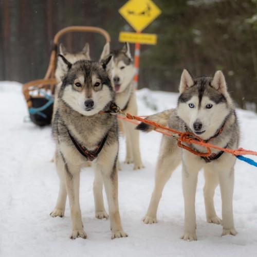 Карелия в белом наряде: зимняя сказка в Петрозаводске, Приладожье и парке «Рускеала»