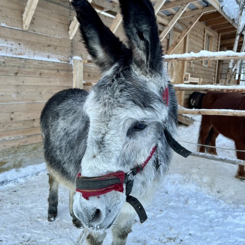 Индивидуальный джип-выезд по Кольскому с поисками китов, знакомством с саамами и катанием на оленях