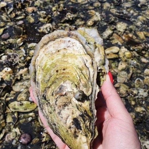 Знакомство с Сахалином в мини-группе: Тихая бухта, мыс Великан и побережье Охотского моря
