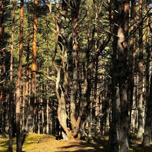 Индивидуальное путешествие с историком по Калининграду и области