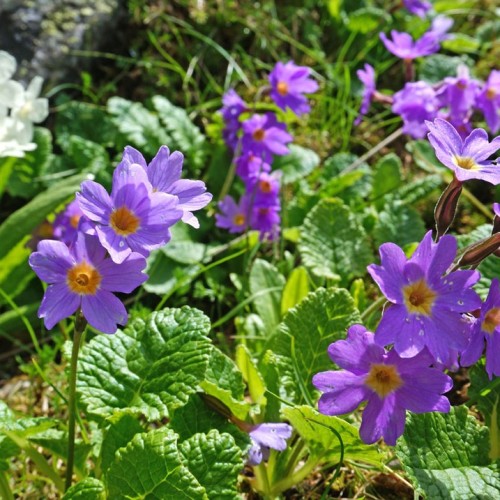 Перезагрузка в Безенги с проживанием в палатках: треккинг к ледникам, водопадам и диким турам