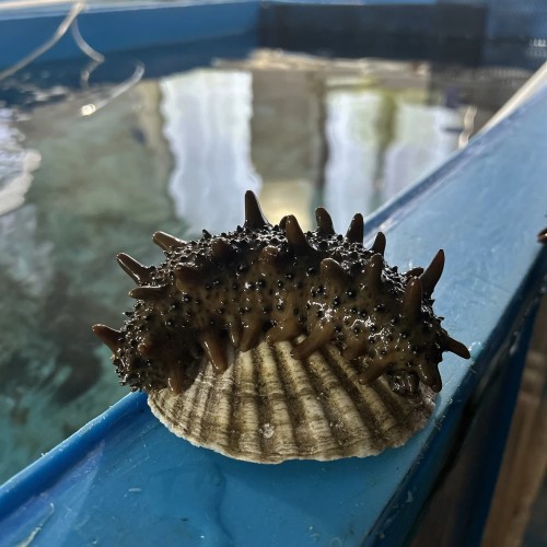 Морские деликатесы острова Русский