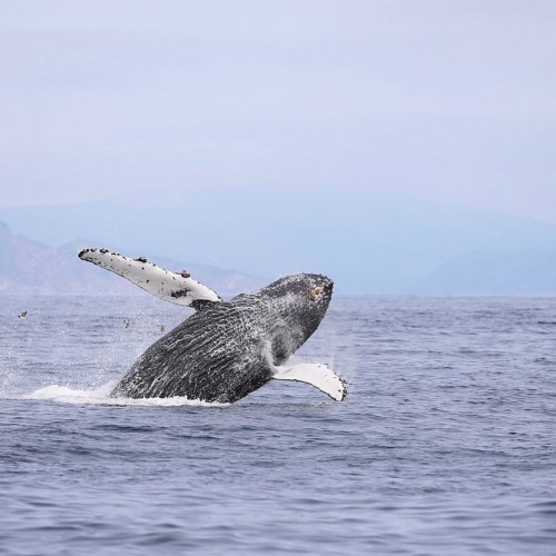 Активный отпуск на Камчатке: восхождение на вулкан, морская прогулка, сплав, баня