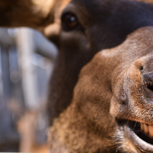 Сказочный Алтай: местные промыслы и природные достопримечательности