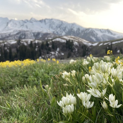 Галопом по Карачаево-Черкесии: конный выезд для опытных всадников