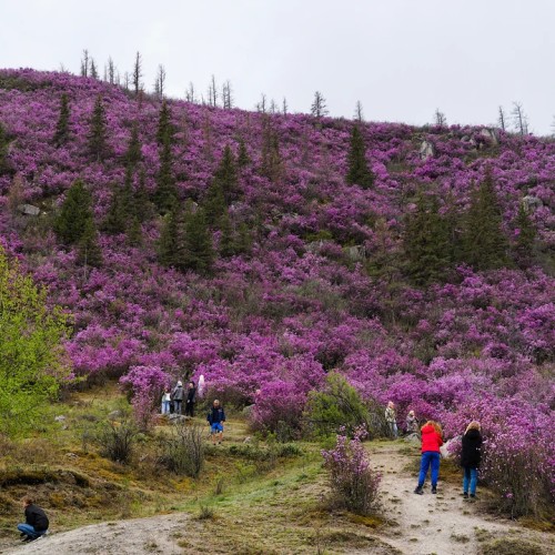 Майские на Алтае в сезон цветения маральника с ежедневными прогулками (всё включено)