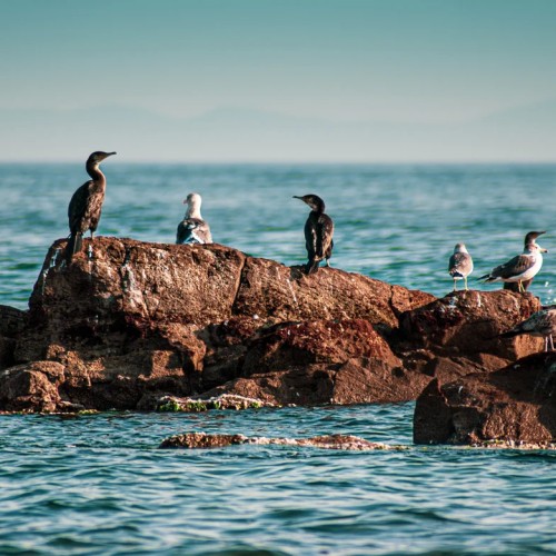 Индивидуально вдоль кромки океана: Владивосток и юг Приморья