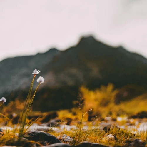 Путешествие в Чемал: открыть природу Горного Алтая