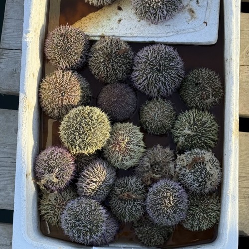 Экспресс-выезд в Териберку: гастрономия, северное сияние, главные места, хаски и олени