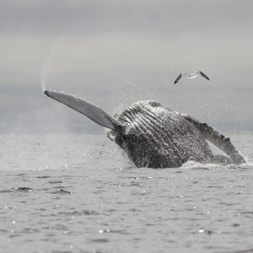 VIP-круиз с экспертами и музыкантами от Камчатки до Чукотки (всё включено)