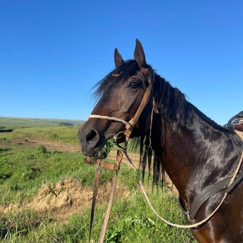 Выходные среди гор: к плато Бермамыт и Гришкиной балке на лошадях