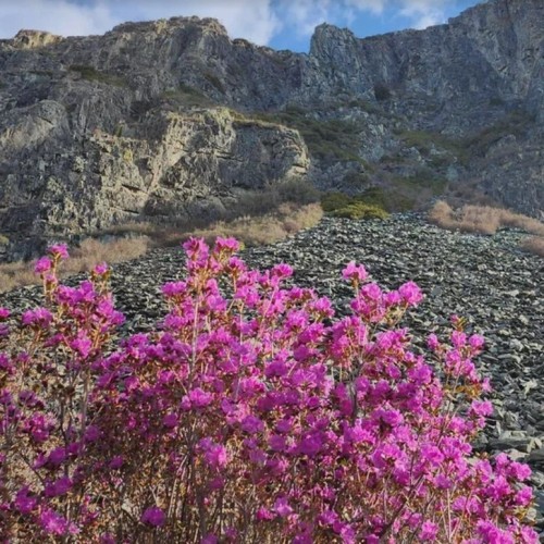 Цветение алтайской сакуры и главные локации: Гейзерное озеро, «Марсы», Катунь и Адыр-Кан