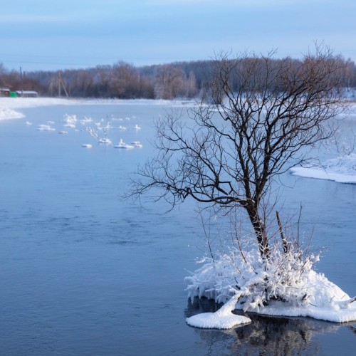 Зимний Алтай: снежные горы, незамерзающие озёра и тысяча лебедей