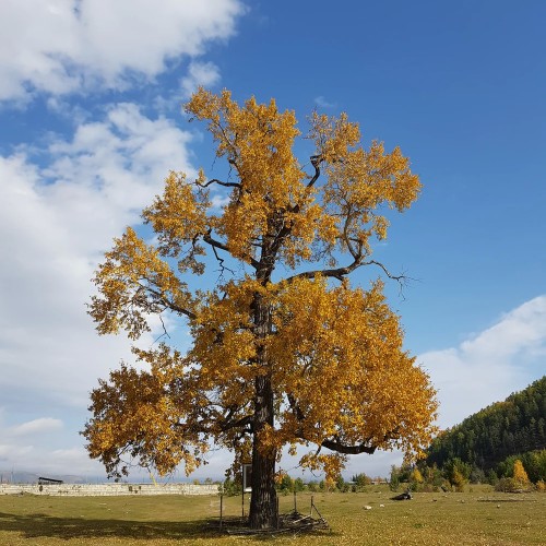 В окружении Саян: тур по Аршану и Монголии