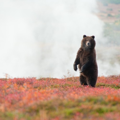 Увидеть душу Камчатки: джип-тур по неизведанным местам с круизом по Курильскому озеру (всё включено)