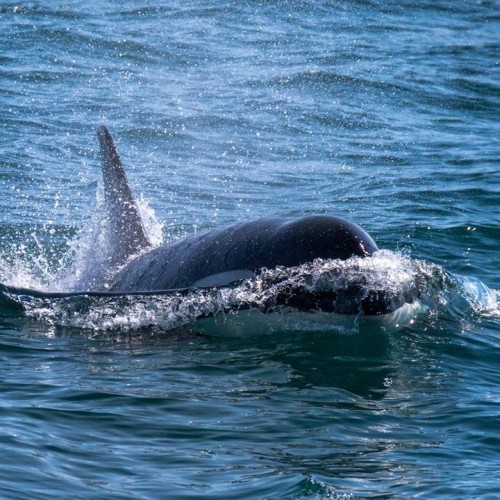 На джипе по Камчатке: восхождения, рыбалка, сплав и обеды на свежем воздухе (мини-группа)