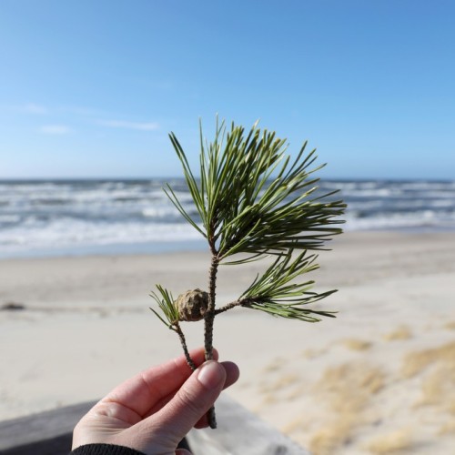 Время для себя: индивидуальное путешествие по балтийскому побережью