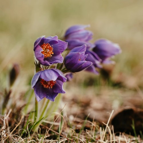 Каракольские озёра: жемчужное ожерелье Алтайских гор
