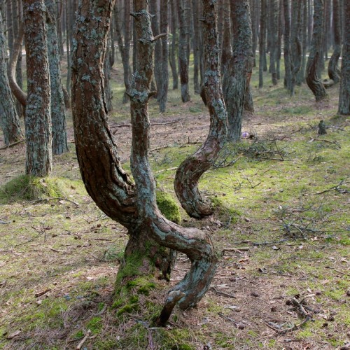 Из Калининграда — на Куршскую косу и в Зеленоградск
