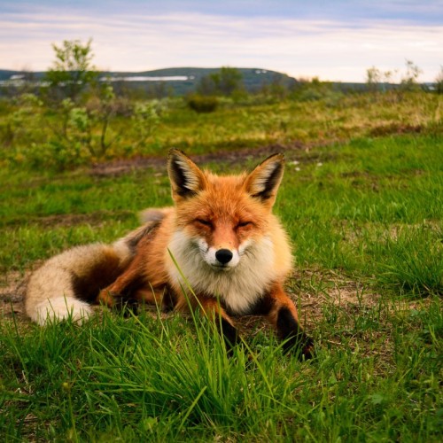 Экстремальная экспедиция на вездеходах: 1000 км вдоль Баренцева и Белого морей (всё включено)