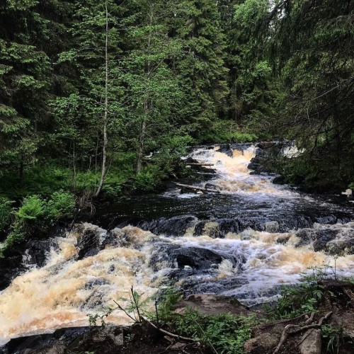Долина водопадов и треккинг по карельскому лесу с хаски!