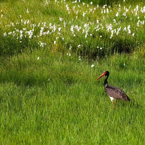 Загадки Алтая: тур с погружением в культуру и исследованием тайн (всё включено)