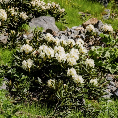 Лёгкий треккинг в горах Домбая с комфортом