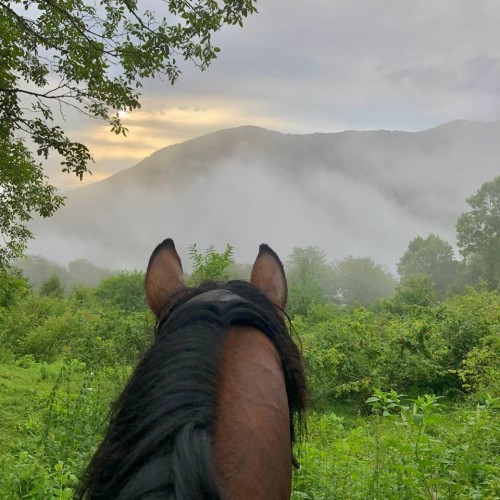 На лошадях по предгорьям Сочи: прогулки для новичков и опытных всадников