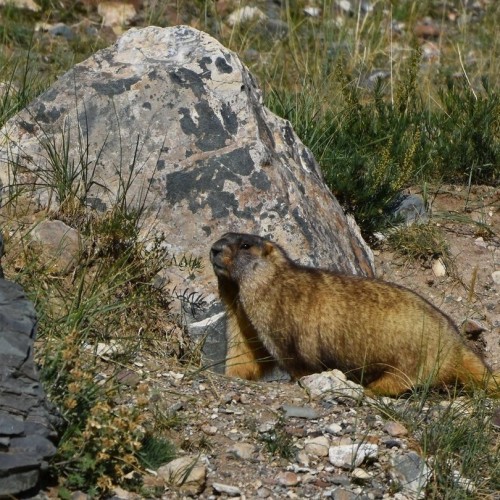 Наедине с Алтаем: высокогорные озёра, живописные долины и неземной ландшафт (всё включено)