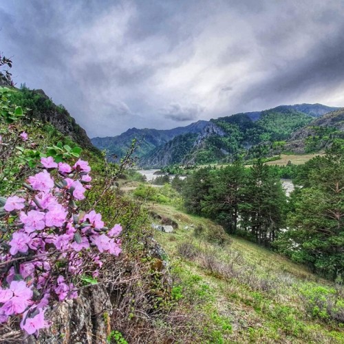 По цветущему Алтаю верхом: конный тур с проживанием на базе (всё включено)