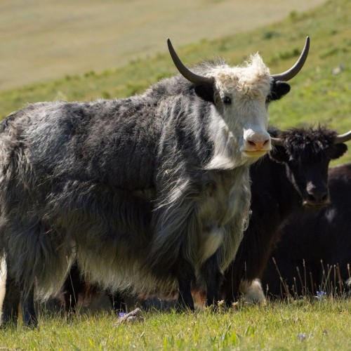 Тур по главным и редким местам Алтая на УАЗах: Чуйский тракт, горы, урочища, озёра и скалы