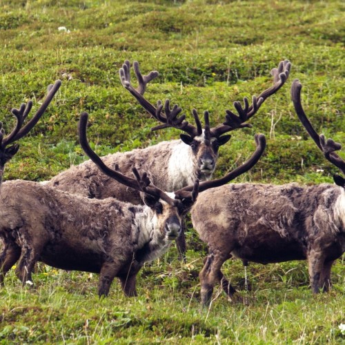 VIP-круиз с экспертами и музыкантами от Камчатки до Чукотки (всё включено)