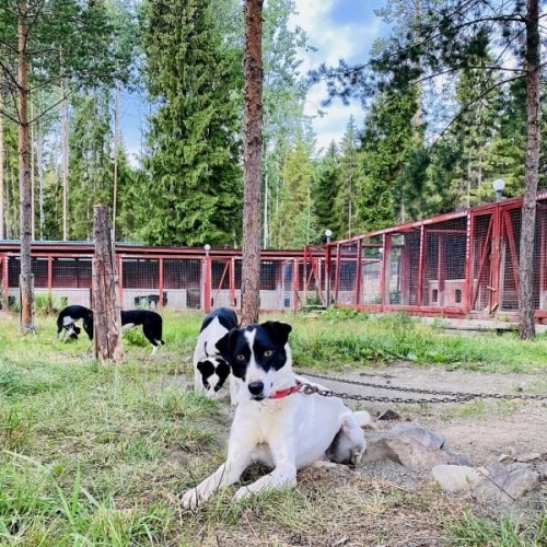 В Карелию на майские с комфортом: «Рускеала», Гирвас, Кивач и гора Сампо для всей семьи