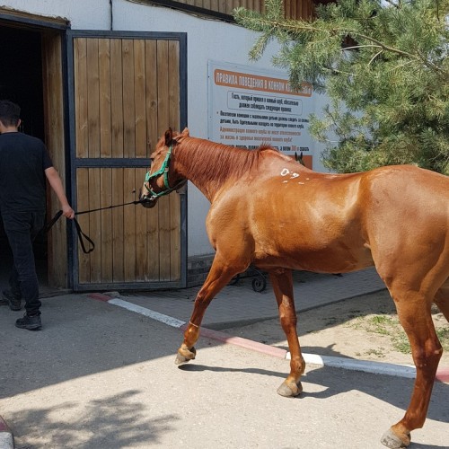 Верхом по лесным тропам Грозного