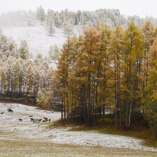 Золотой маршрут Алтая в золотую осень: индивидуальный тур