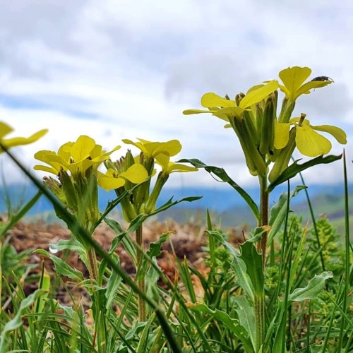 Треккинг налегке по Ингушетии: святилища, башенные комплексы и гора с герба Владикавказа