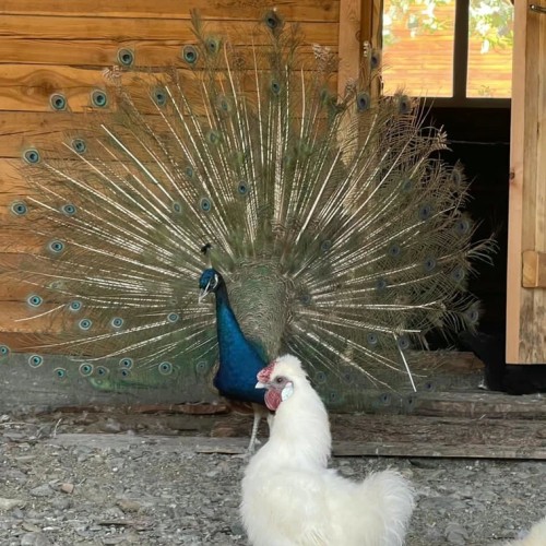 Агроэкскурсия на ферму и мастер-класс с перьями павлина