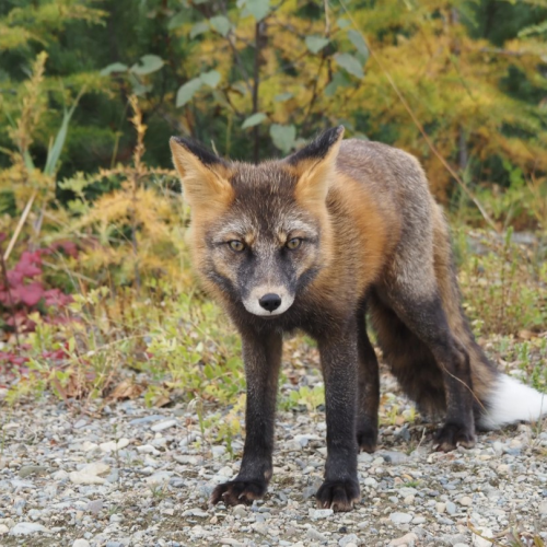 Колымские приключения: Магадан и окрестности в формате «всё включено»