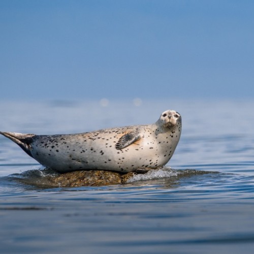 Сахалин с историей: автопутешествие-детокс с ночёвками в палатках на природе (индивидуально)
