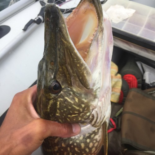 Результативная рыбалка на Гусином озере в своей компании