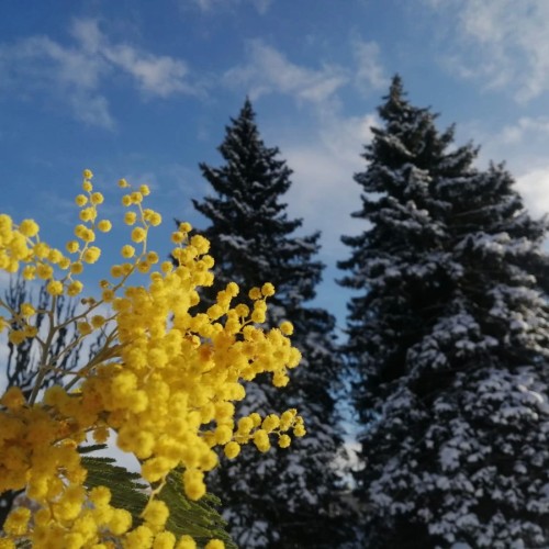 Поиск клада в Царском Селе