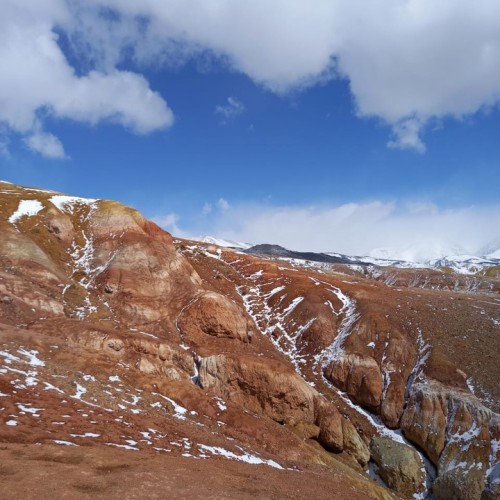 За пейзажами весеннего Алтая: цветение маральника