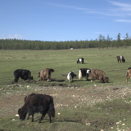 Подальше от цивилизации к озеру Хубсугул: индивидуальная поездка по Северной Монголии из Иркутска