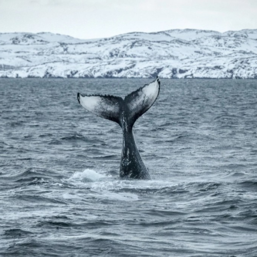 Новогодний отпуск в Териберке с праздничным ужином, арктическими блюдами и морскими деликатесами
