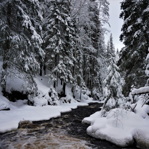 Долина водопадов и треккинг по карельскому лесу с хаски!