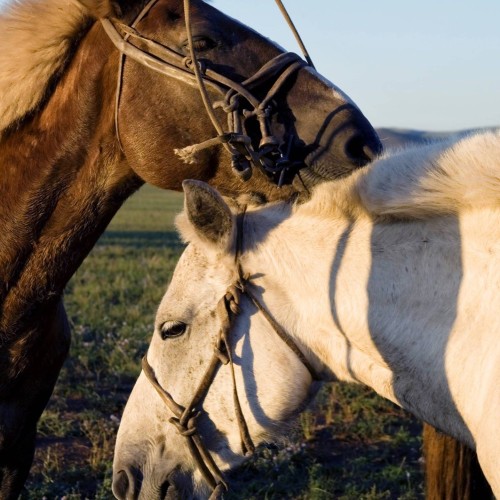 Многогранная Монголия и день в Улан-Удэ