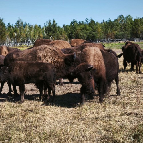 В Якутию на традиционный праздник Ысыах с посещением Ленских столбов и водными прогулками