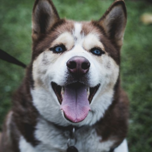 На Камчатку с вулканологом: VIP-экспедиция с прогулкой на вертолёте, рыбалкой, баней и деликатесами