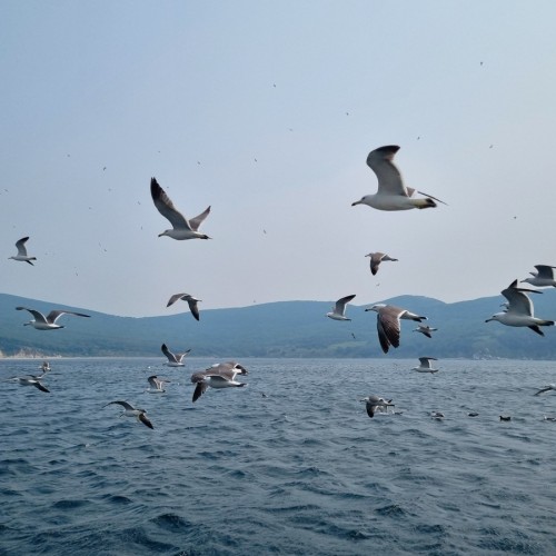 Морское путешествие во Владивостоке + обед от шеф-повара
